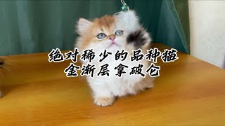 绝对稀少的品种猫！金渐层拿破仑！太招人稀罕了！