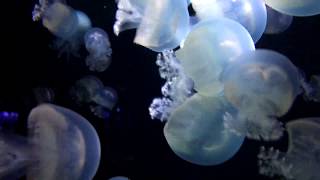 世界一のクラゲ水族館／鶴岡市立加茂水族館・クラネタリウム(1)