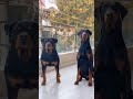 oh my god doberman vs rottweiler