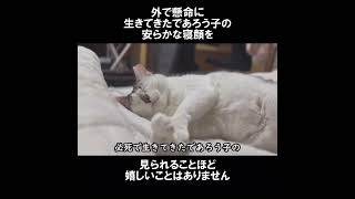 地域猫から家猫に。 #初老夫婦とねこ #保護猫 #地域猫 #キジ白 #shorts