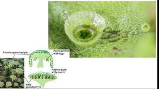 Marchantia- Part 1