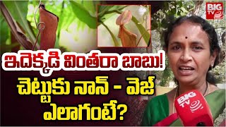 ఇదెక్కడి వింతరా బాబు! చెట్టుకు నాన్ వెజ్ | Vizag Non Veg Tree Special Story Explained | BIG TV