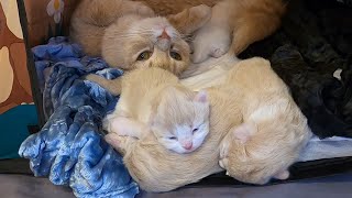 生後3日、もう目が開いた子猫がいる！？ママ猫の子育て日記【スコティッシュフォールド】