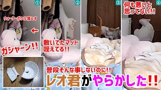 【音量注意】普段そんな事しないのに、レオ君がやらかした!!（2023/12/03）