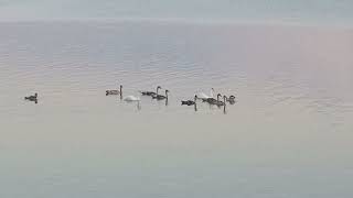 First small family of swans with cygnets together / Первая мелкая семья лебедей с лебедятами вместе