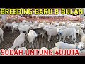 BREEDING BARU 8 BULAN PANEN CEMPE 20 INDUKAN BERANAK SEREMPAK