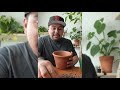 how to repot your money tree plant care