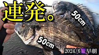 【荒川シーバス・チニング】年無しチヌ連発！釣り方＆ルアー紹介！