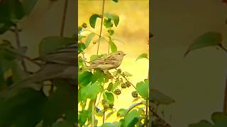 Sparrows: The Unsung Heroes of Nature's Symphony