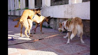 Van Life with Dogs: Exploring Granada’s Negratín Reservoir \u0026 Gorafe Desert Adventures