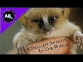 Smallest Animals in the World! 5 Weird Animal facts - Ep. 14 : AnimalBytesTV