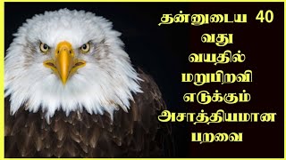 கழுகு உணர்த்தும் பாடம் | Lessons from a Eagle | Thagaval kothu you tube channel