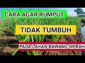 cara ampuh agar rumput tidak tumbuh pada lahan bawang merah