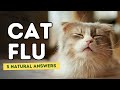 Cat Flu: 5 Natural Answers Cat Flu: 5 Natural Answers