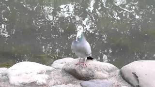 一隻粉鳥/台灣.台中公園