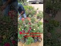 റോസ് കൈകളിൽ plant rosegardening gardenflowers garden startplanting gardenplants flowers