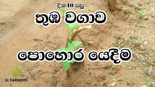 November 21, 2024slfarmers|තුඹ කරවිල වගාව|0701792767