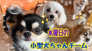 【犬の幼稚園】紫竹山店🐨水曜日の小型犬ちゃんチーム🐨