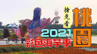 2021桃園彩色海芋季 海洋奇芋記 Taoyuan Calla Lily Festival 搶先看