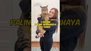 3 Kucing paling berbahaya di dunia (Nomer 3 Bahaya banget) #shorts