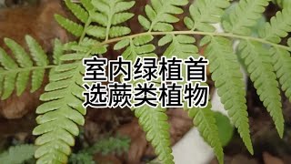 室内绿植首选蕨类植物The preferred choice for indoor green plants is ferns