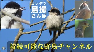 コンデジ鳥撮散歩　持続可能な野鳥チャンネル　兵庫県・北播磨　オタマジャクシたくさん映ります