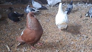 Pairing a French Mondain Pigeon | French mondain pigeon in Uganda