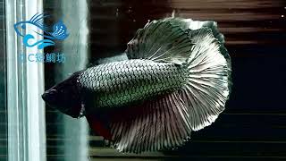 8/28【DC短鯛坊】古銅色半月母鬥魚（HM Betta）No.S170【ShowBetta】​⁠@dcasfish