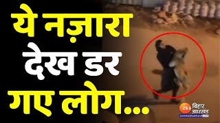 महिला गोद में लेकर घूम रही थी जिंदा शेर, वीडियो देख हर कोई हैरान। Kuwait Women with Lion Viral