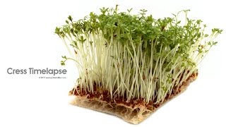 Growing Cress Timelapse