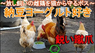 納豆ヨーグルト好きニワトリ～放し飼いの名古屋コーチン雌鶏を野良猫から守るボス雄鶏～