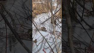 STRANGE Patterns In Frozen WATER In The FOREST! #youtubeshorts #nature #amazing #shorts #winter