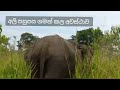 අලියාගේ ඉව කිරීම smelling power of elephant