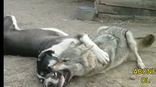 kurt vs alabai  (wolf vs Dog) #kangal #cobanköpeklerı #canecorso #dogoargentino #kurt #alabay #wolf