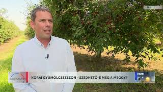 Napindító – Korai gyümölcsszezon – szedhető-e még a meggy? - HÍR TV