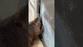 ビーバー #ふれあい動物園  #shorts  #short #トリアス久山 #animals