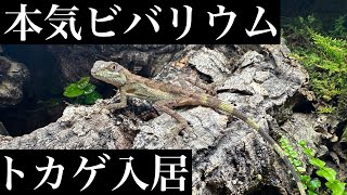 【サキシマキノボリトカゲ】本気ビバリウムに捕まえたトカゲを入居させる芸人#ビバリウム#サキシマキノボリトカゲ#キノボリトカゲ#爬虫類#reptiles