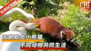 谁能管管上海动物园的这两只天鹅！小熊猫哭唧唧 来源@青年报 |【民生新闻】#小熊猫 #天鹅 #可爱动物