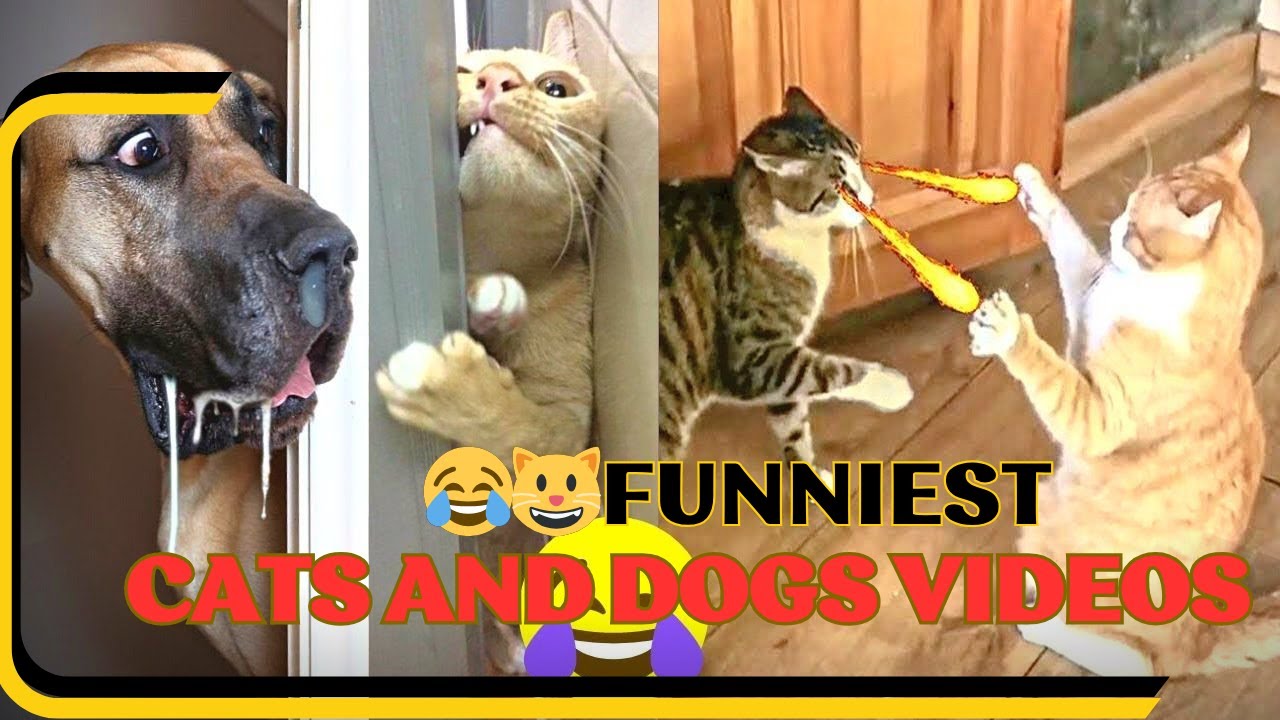 Top 10 Hilarious Cat And Dog Antics Funny Pets 417 Youtube