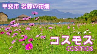 コスモス 岩森の花畑 2022 甲斐市 4K | cosmos ｜山梨観光スポット