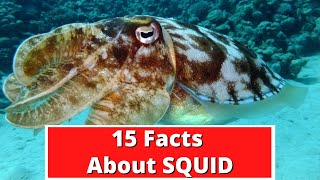 15 Facts About Squid | Global Facts Video