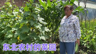 东北人家真富足，瓜果蔬菜满园都是，二条妈说起黄瓜为啥来气了？