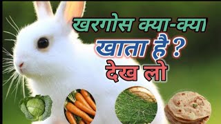 Khargosh kya khata hai।।  खरगोस क्या खाता है।। Rabbit food list।। best and healthy food for rabbit।