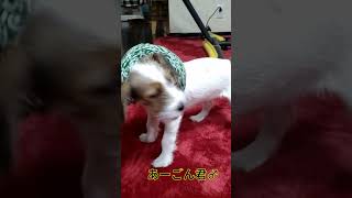 泥棒が嫌なジャックラッセルテの子犬☆　#Shorts