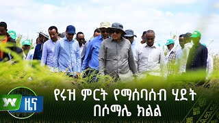 የሩዝ ምርት የማሰባሰብ ሂደት በሶማሌ ክልል | ዜና