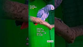 අම්මෝ! යන තරහක් එයා.. පුම්බන් ඉන්නේ..😪 |Oh!  moment of congo grey parrot #shorts #congogrey #parrots