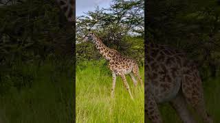 Now this is a magical Giraffe encounter on Kenya safari