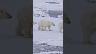 Amazing Polar bear in Iceland  #Shorts #Spiritual Club