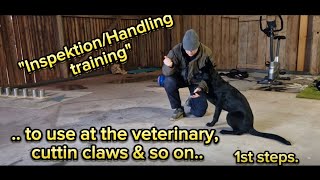 Inspection/handling training for veterinary visits, claw trimming etc, the 1st steps