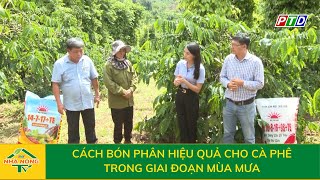 Cách bón phân hiệu quả cho cà phê trong gia đoạn mùa mưa